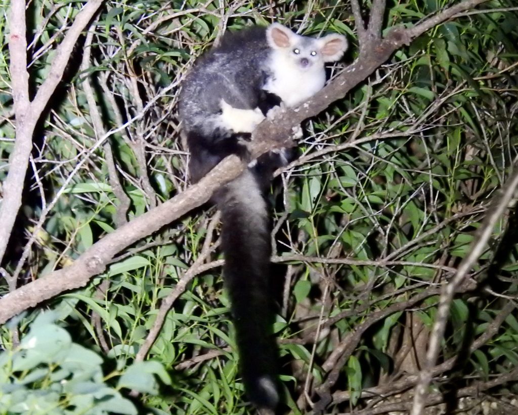 photo of greater glider in tree